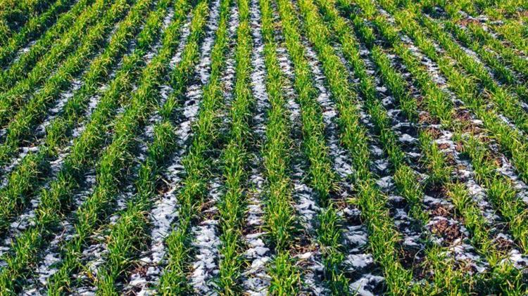 ΗΠΑ: Εμφανής η ξηρότητα στο χειμερινό σιτάρι