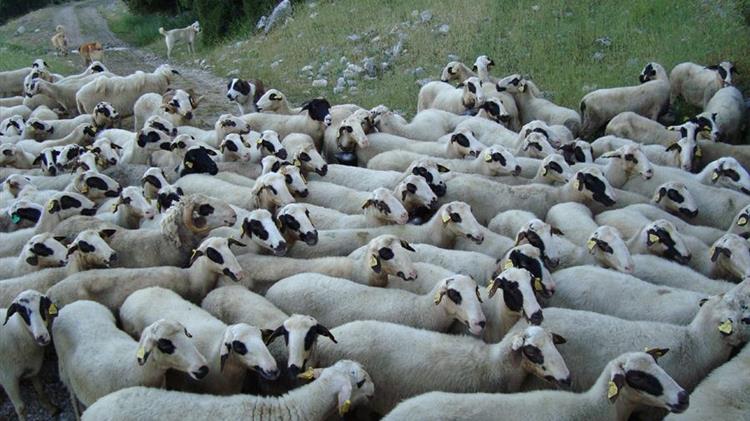 Απογραφή ζωικού πληθυσμού