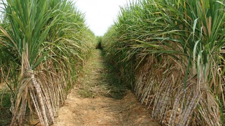 Ινδία: Παραγωγή-ρεκόρ ζαχαροκάλαμου την περίοδο 2021-22