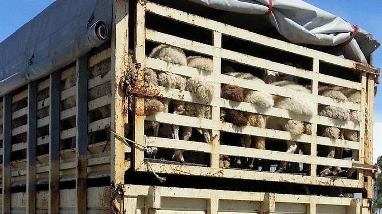 Campaigners launch ground-breaking legal action against European Commission for failing to deliver promised caged farming ban