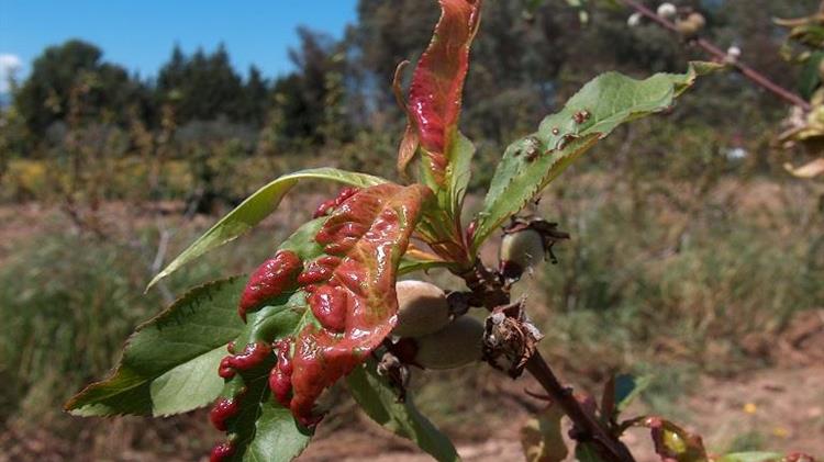 Εξώσακος ροδακινιάς