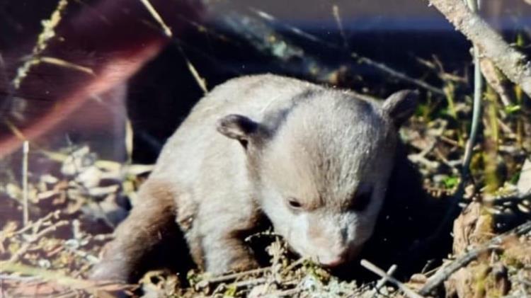 Επιχείρηση από Ομάδα Άμεσης Επέμβασης  για αρκούδα με δύο νεογέννητα στην Καστοριά