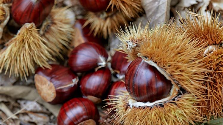 ZAΓΟΡΙΝ: Ενέργειες για κατοχύρωση Π.Ο.Π. στα κάστανα του Πηλίου