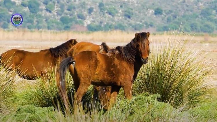 Επιστολή ΠΔΕ για τη διαχείριση των άγριων αλόγων της Αιτωλοακαρανίας