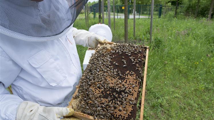 Μελισσοκομικός Σύλλογος Ιωαννίνων: θα συμμετάσχει στην αυριανή μηχανοκίνητη πορεία
