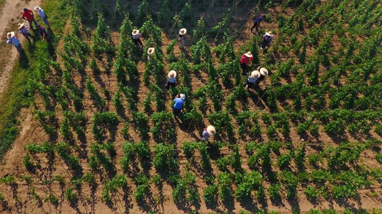 «IDEAS»: Πρόσβαση στη γνώση για αγρότες και κτηνοτρόφους που θέλουν να παράγουν με λιγότερο κόστος «πράσινα» τρόφιμα