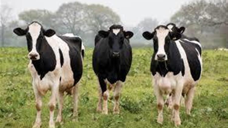 Cargill and partners announce first Gold Standard-approved methane emissions reduction methodology for beef producers