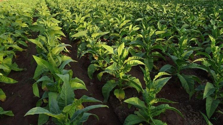 Ε. Λιακούλη: Απαράδεκτος αποκλεισμός των καπνοπαραγωγών Λάρισας από την ενίσχυση de minimis