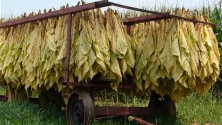 Πάνω από 50% έχουν μειωθεί οι καπνοπαραγωγοί της Θράκης