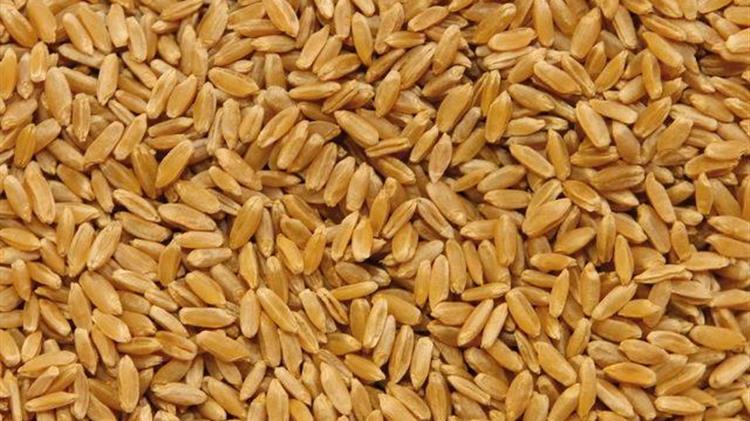 Οι εξαγωγές μαλακού σίτου της ΕΕ αυξήθηκαν σε σχέση με το προηγούμενο έτος