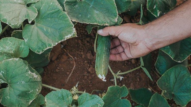 Ξεκίνησαν οι εξαγωγές αγγουριών από την Τριφυλία