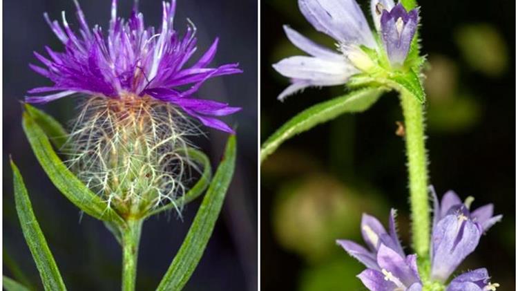 Θεσσαλονίκη: Μελέτη για δύο είδη που φύονται αποκλειστικά στο όρος Παγγαίο