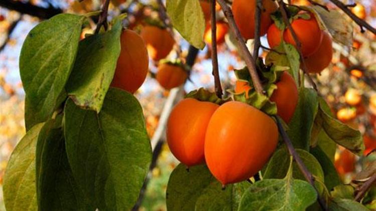 Οικονομική ενίσχυση των παραγωγών λωτών ζητεί ο Ιορδάνης Τζαμτζής