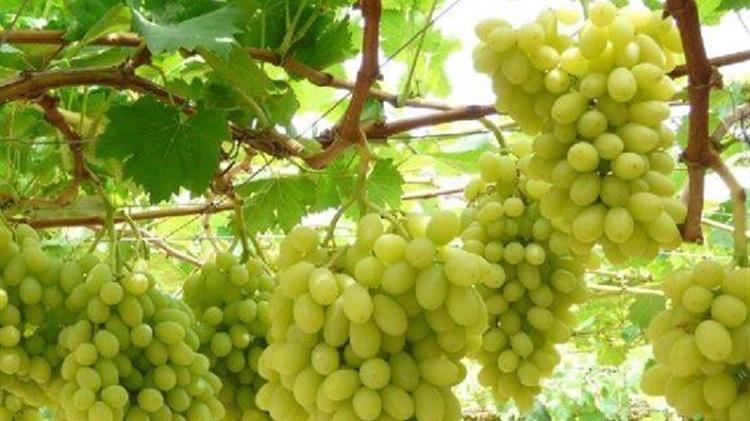 Η ισπανική συγκομιδή κινείται προς τον μέσο όγκο το 2024