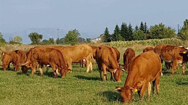 Η ελληνική κόκκινη φυλή βοοειδών «μαγνητίζει» το ενδιαφέρον των ξένων - Τι ζητούν οι εκτροφείς της