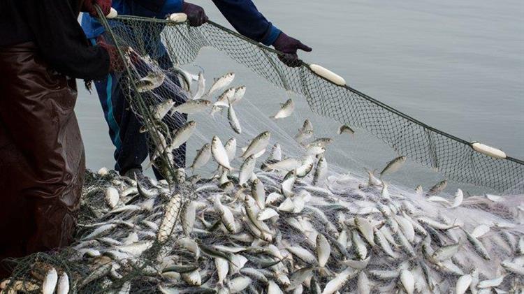 MedFish4Ever Summit: NGOs Call on Fisheries Ministers to Take Action to End Illegal Bottom Trawling in Mediterranean