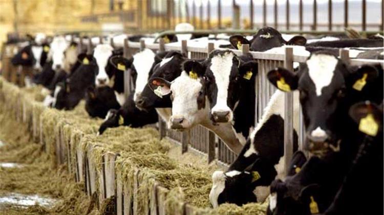 Βραζιλία: Ανεστάλησαν οι εξαγωγές βοδινού προς την Κίνα-Εντοπίστηκε ένα κρούσμα σπογγώδους εγκεφαλοπάθειας των βοοειδών