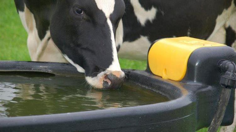 Πόσο εντατική σε νερό είναι η εκτροφή ζώων;