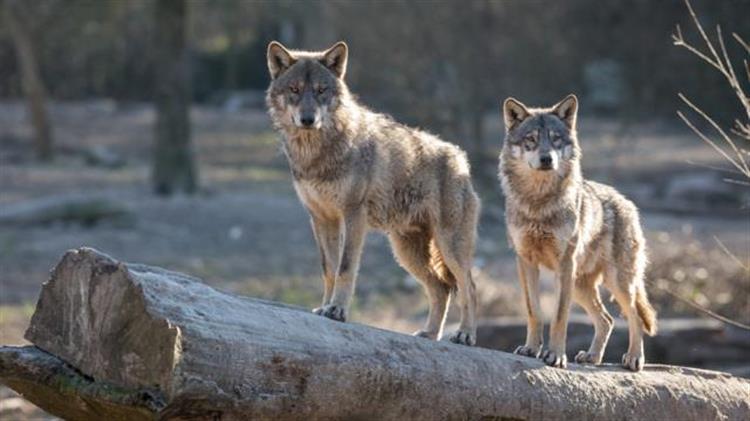 Οι λύκοι κατέβηκαν στα χωριά της Λαμίας