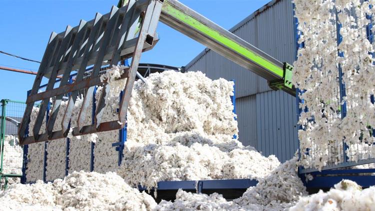 Βαμβάκι: Αδύνατη η καλλιέργεια λένε παραγωγοί από Καρδίτσα-Τρίκαλα