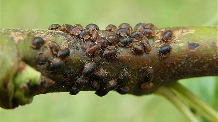 Φυτοπροστασία για την ψύλλα αχλαδιάς
