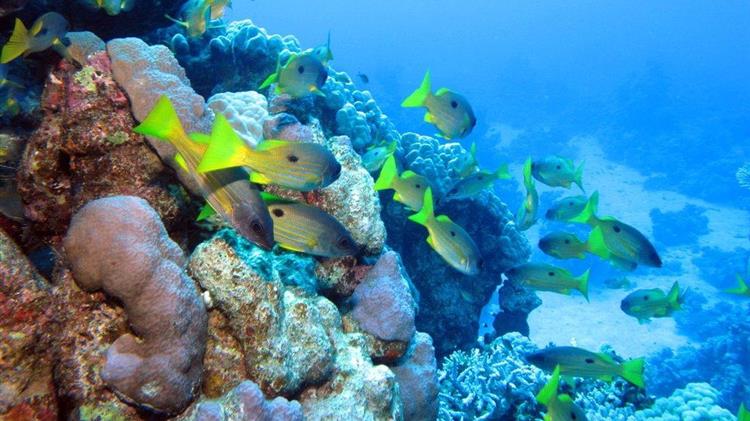 Ωκεάνια βιοποικιλότητα: παγκόσμια συμφωνία για την προστασία και τη βιώσιμη χρήση των πόρων και της βιοποικιλότητας στην ανοικτή θάλασσα