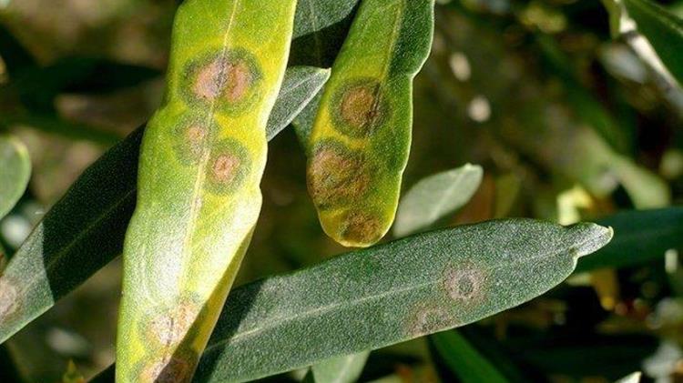 Ασθένειες στην ελιά και πως να τις αντιμετωπίσετε