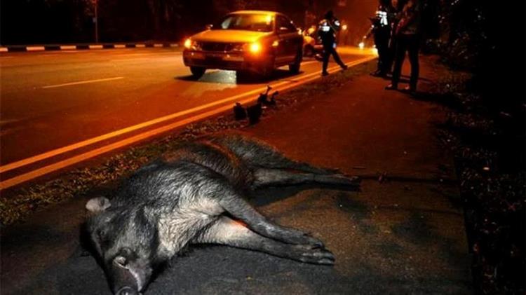 Τροχαίο με αγριογούρουνο στην παλιά εθνική οδό Λάρισας – Θεσσαλονίκης