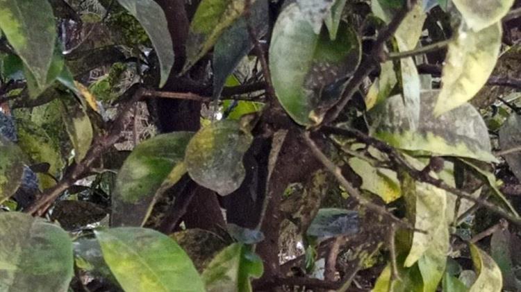 Στύλιος: Ο ΕΛΓΑ δεν αποζημιώνει ζημιές σε καλλιέργειες που οφείλονται σε δευτερογενή αίτια