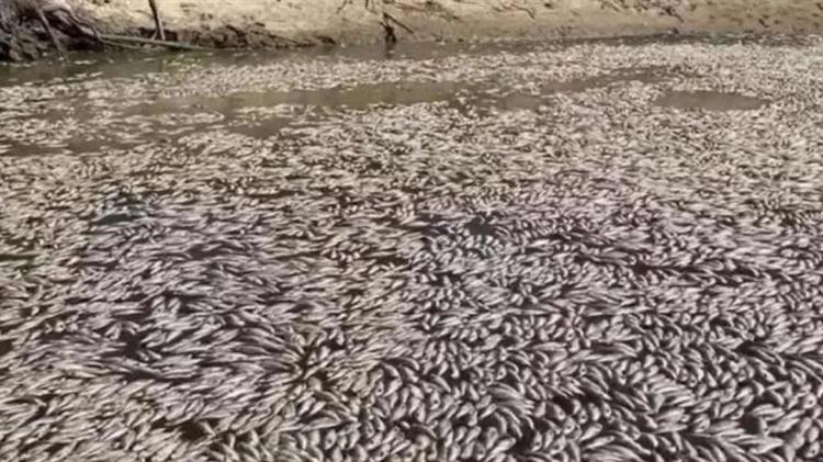 Αυστραλία: Εκατομμύρια νεκρά ψάρια σε ποταμό