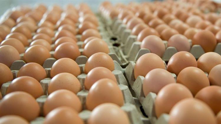 Γαλλία: Στήριξη στους παραγωγούς αυγών λόγω της αυξημένης ζήτησης