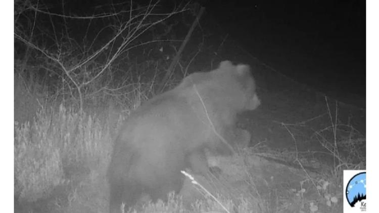 Πεινασμένη αρκούδα έφαγε 40 κιλά μέλι στο όρος Πάικο