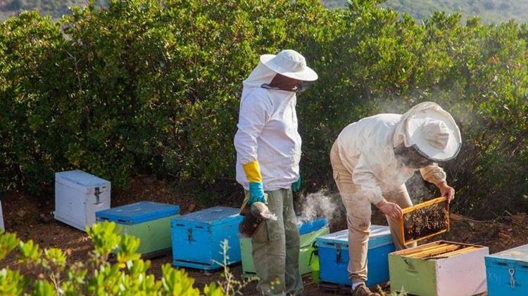 Έως τις 30/6 οι αιτήσεις για οικονομική στήριξη της νομαδικής μελισσοκομίας