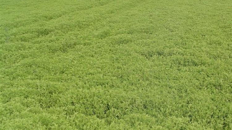 Αντιπεριφερειάρχης Γρεβενών: Ένταξη στις ΚΟΕ για τις καλλιέργειες φακής