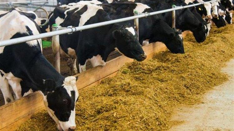 Οι αγελάδες διχάζουν την Ολλανδία