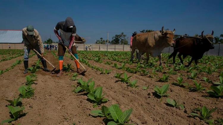 Οι κουβανοί καπνοκαλλιεργητές ανέκαμψαν μετά τον καταστροφικό τυφώνα Ian