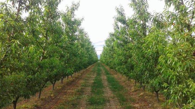 Πανελλαδική σύσκεψη παραγωγών με δενδροκαλλιέργειες την Τρίτη 28 Μαρτίου