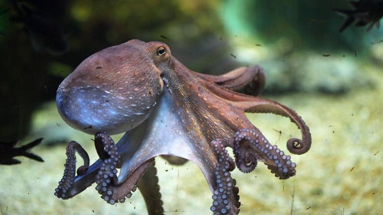 Agro World News: Animal welfare campaigners call for octopus farm to be ...