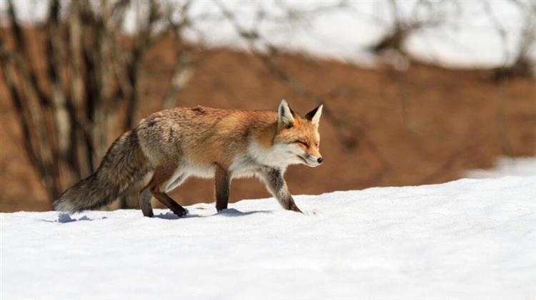 Γαλλία: Τρεις αλεπούδες πέθαναν από τη γρίπη των πτηνών
