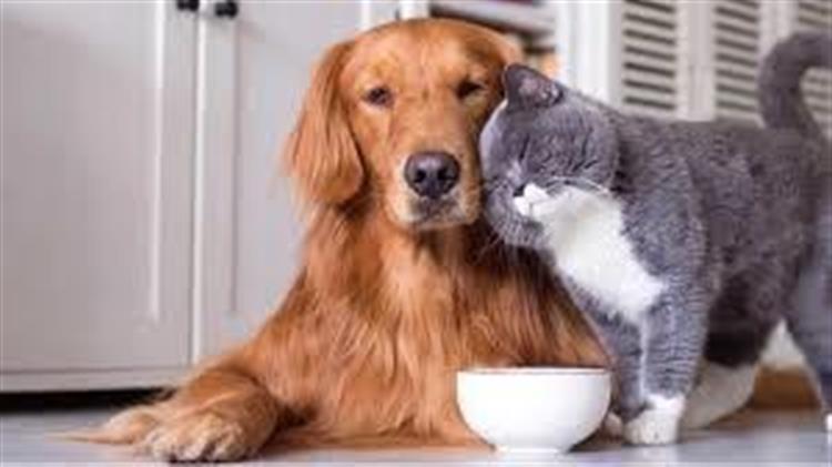 Νέα παράταση για την δήλωση των δεσποζόμενων ζώων