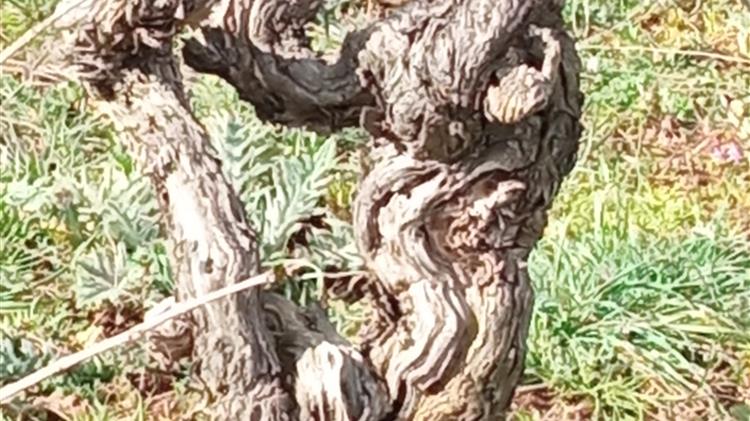 ΚΕΟΣΟΕ - Μέτρο 23: Αποζημιώσεις στους Αμπελουργούς