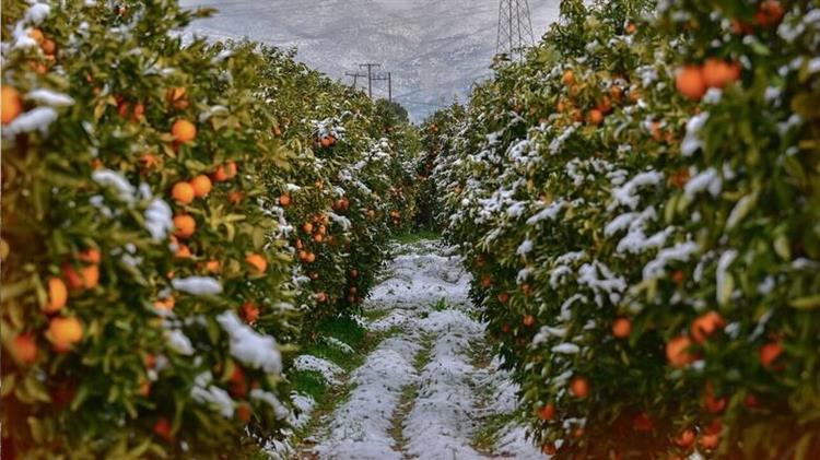 Επιστρεπτέα προκαταβολή λόγω παγετού