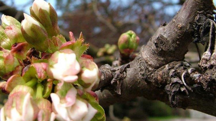 Πως αντιμετωπίσετε την μονίλια κερασιάς