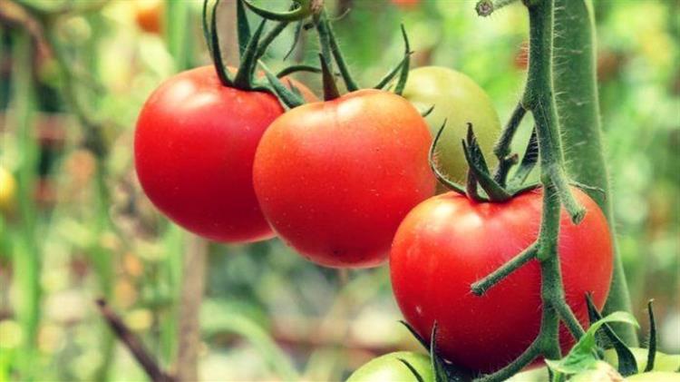 Αυξημένες ποσότητες και τιμή – Χαμόγελα για τους παραγωγούς τομάτας της Ηλείας