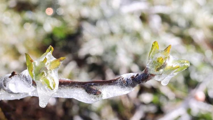 Ζημιές από τον παγετό σε δενδροκαλλιέργειες σε Μακεδονία και Λάρισα