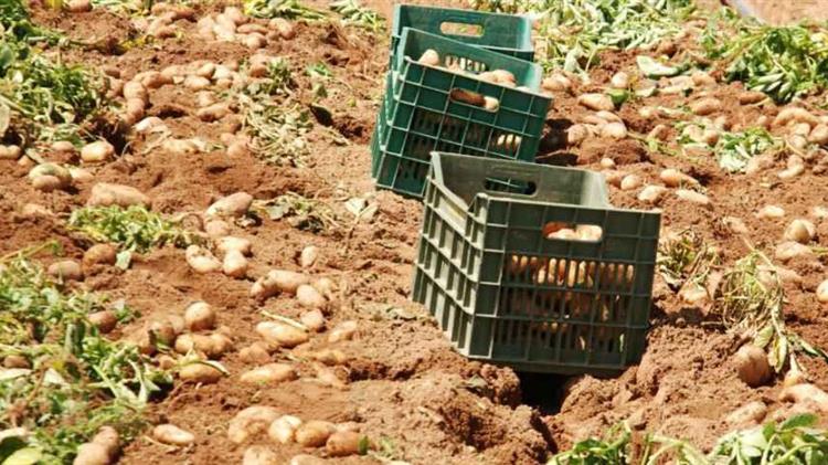 Αύριο οι κινητοποιήσεις στην Καλαμάτα για τη πατάτα