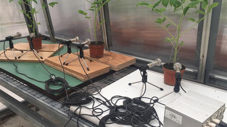 Τα στρεσαρισμένα φυτά εκπέμπουν ήχους