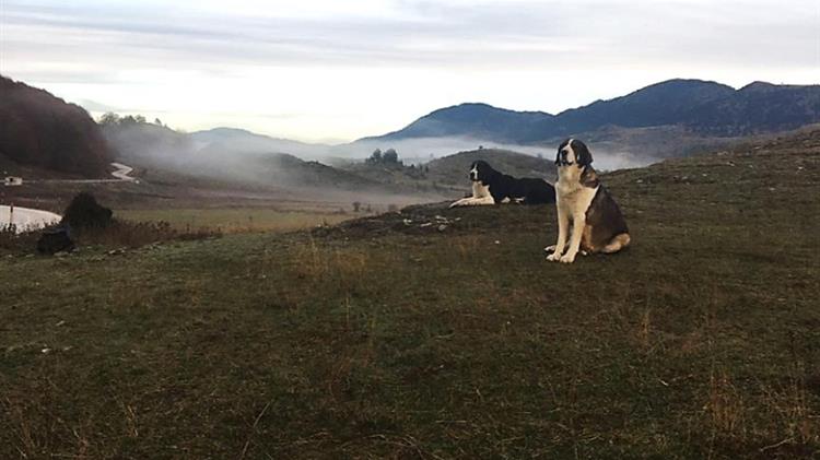Καρδίτσα: Οι γηγενείς φυλές ποιμενικών σκύλων, προσφέρουν υπηρεσίες στον άνθρωπο από την αρχαιότητα μέχρι σήμερα