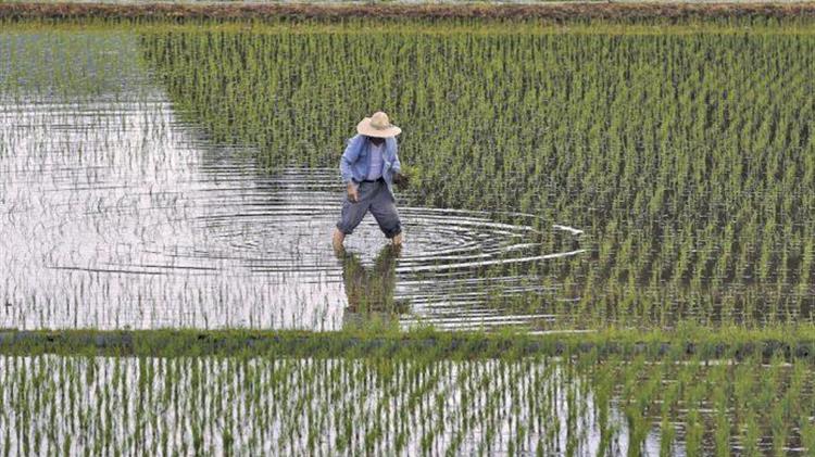 Κίνα: Χρηματοδοτήσεις 181,8 εκατ. δολαρίων για την αύξηση της αγροτικής παραγωγής