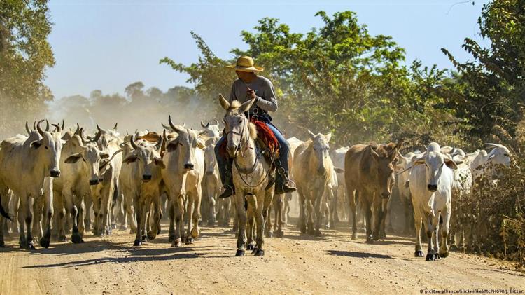 DW: Μπριζόλες ή προστασία του περιβάλλοντος;